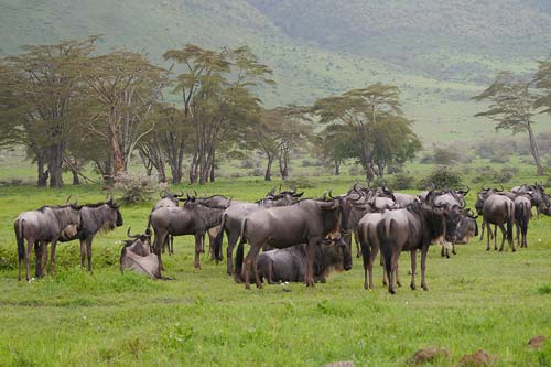  Herde Gnus im Ngorongoro-Krater 