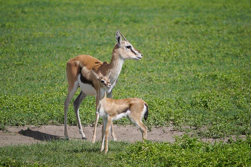 Östliche Thomson-Gazellen (Eudorcas thomsonii) im Ngorongoro-Krater