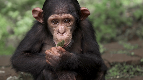 Ein junger Schimpanse, dessen Eltern von Wilderern ermordet wurden.