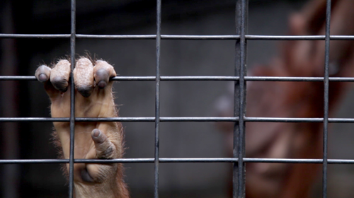 Ein junger Orang-Utan in Gefangenschaft hält sich mit seiner Hand am Gitter des Käfigs fest.