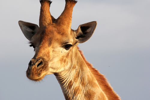 Zurück zur Wildnis - Das Madikwe Wildreservat – Giraffe © ZDF/ORF/Werner Zips