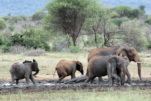 Zurück zur Wildnis - Das Madikwe Wildreservat – Elefanten © ZDF/ORF/Werner Zips