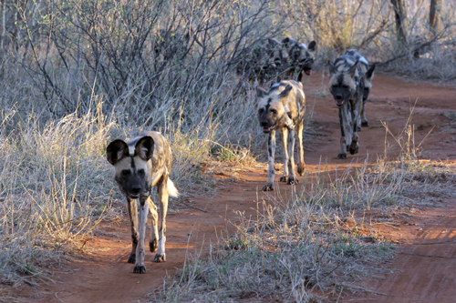 Zurück zur Wildnis - Das Madikwe Wildreservat – Wildhunde © ZDF/ORF/Werner Zips