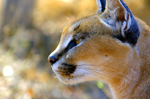 Die Wildnis Afrikas: Vier Jahreszeiten – Karakal auf Beutejagd © Blue Ant Media / Love Nature