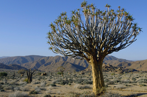 Die Wildnis Afrikas: Vier Jahreszeiten – 100 Jahre alter Köcherbaum © Blue Ant Media / Love Nature