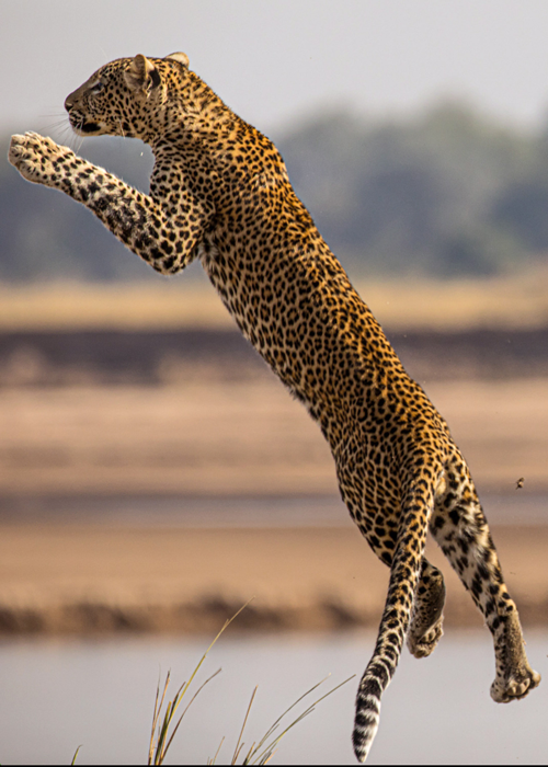 Olimba, Königin der Leoparden - Der junge Makumbi versucht, im Sprung einen fliegenden Storch zu fangen © Into Nature Productions/Will Steenkamp