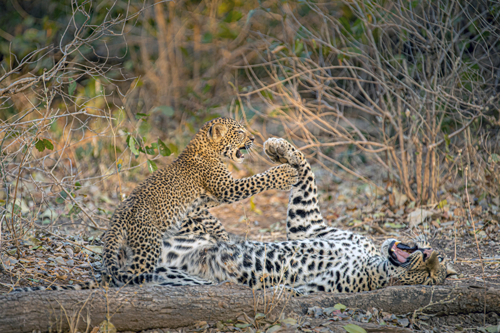 Olimba, Königin der Leoparden - Die kleine Leopardenfamilie in trügerischer Harmonie: Leopardin Olimba und ihr Junges Makumbi © Into Nature Productions/Will Steenkamp