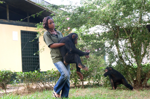 Schimpansen im Kongo mit Jane Goodall © Fernando Turmo – Die Pflegerin Elodine trägt Schimpansin Lemba – Programmhinweis auf Arte