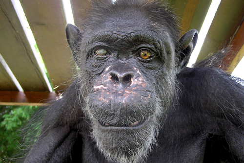 Schimpansen im Kongo mit Jane Goodall © Fernando Turmo – Gregoire stirbt im Alter von 66 Jahren und ist damit der älteste bekannte Schimpanse in Afrika – Programmhinweis auf Arte