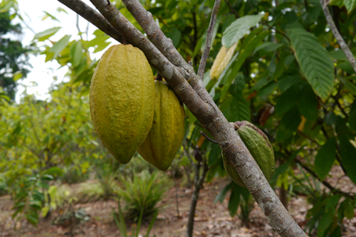 Kakaobohnen am Baum auf der Plantage von Les Chocolats Gabonais de Julie © IntoEastAfrica