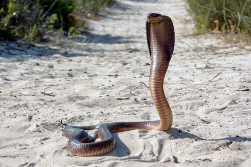 Afrikas Schlangen – Giftig und gefährlich - Programmhinweis auf Arte TV - Kapkobra © Getty Images, Arte TV