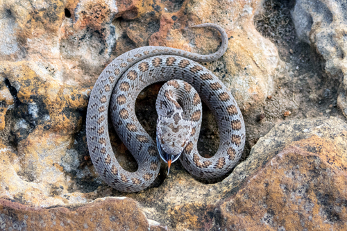 Afrikas Schlangen – Giftig und gefährlich - Programmhinweis auf Arte TV - Afrikanische Eierschlange © Getty Images, Arte TV