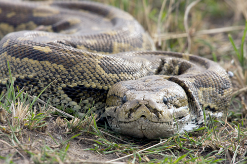 Afrikas Schlangen – Giftig und gefährlich - Programmhinweis auf Arte TV - Nördlicher Felsenphython © Getty Images, Arte TV